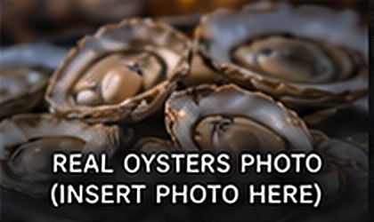 Fresh oysters