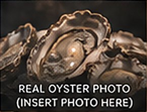 Fresh oysters on the half shell